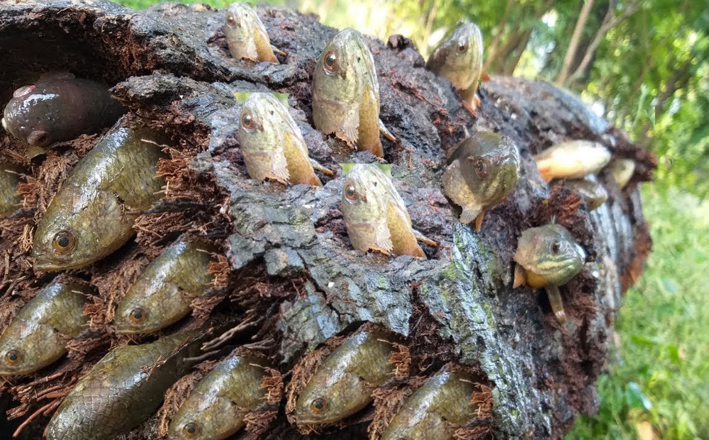 Luchando por sacar la palmera podrida del agua a la orilla, los niños la cosecharon llena de peces en su interior.