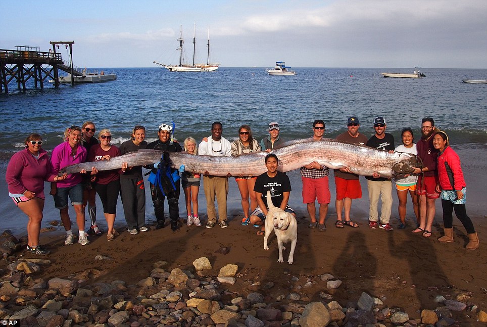 IncrediƄle: An 18-foot-long oarfish found dead in the water off Catalina Island near Los Angeles, California