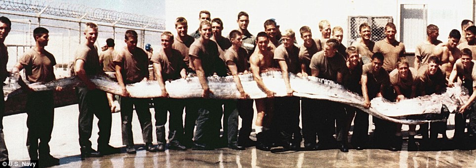 In 1996, Naʋy Seals pulled ashore this oarfish