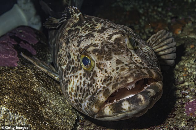 Los científicos determinaron recientemente que el pez, que no está relacionado con el bacalao, arroja aproximadamente 20 dientes todos los días para mantener a sus dientes de tiburón.