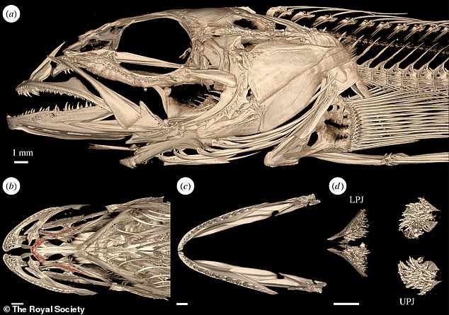 Mientras que los humanos tienen incisivos, caninos, molares y similares, el bacalao tiene cientos de dientes en forma de aguja que son prácticamente microscópicos pero lo suficientemente fuertes como para aplastar el caparazón de un cangrejo.