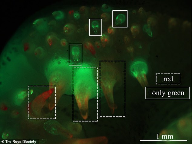 Cualquier diente que estuviera presente al comienzo del experimento se vería rojo y verde al final, mientras que los que habían crecido durante el período de 10 días solo mostrarían el tinte verde.