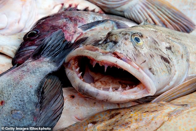 A pesar de su apariencia extraña, Lingcod supuestamente tiene un sabor 'delicioso' similar a la langosta.